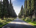 The open road, Italy. The Cypress tree avenue at Bolgheri, a hamlet of Castagneto Carducci, near Livorno.