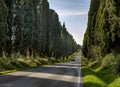 The open road, Italy. A single unidentifiable car driving through the Cypress tree avenue at Bolgheri, a hamlet of