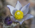 Open rock lily flower