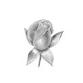 Open rose bud. Hand-drawn black and white botanical illustration. Realistic isolated object