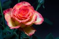 Open rose with dew droplets Royalty Free Stock Photo