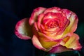 Open rose with dew droplets Royalty Free Stock Photo