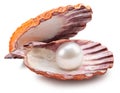 Open scallop shell with pearl inside on white background. File contains clipping path Royalty Free Stock Photo