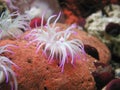 Open sea anemone with white tentacles and pink tips