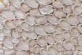 Open sea shell in cement house wall like background decoration Royalty Free Stock Photo