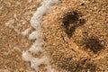 Open seashell on a pebble beach splashed by a sea surfs