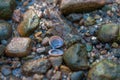 Open seashell surrounded by rocks