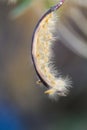 open seed capsule pod of a oleander nerium flower