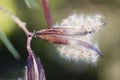 open seed capsule pod of a oleander nerium flower Royalty Free Stock Photo