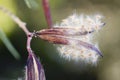 Open seed capsule pod of a oleander nerium flower Royalty Free Stock Photo
