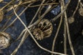 Open seed pod of o poppy