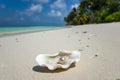 Open shell with a pearl on tropical sandy beach Royalty Free Stock Photo