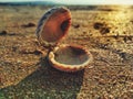 Open shell on the sand sunny day Royalty Free Stock Photo