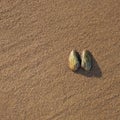 Open shell on the sea sand, square image, copy space Royalty Free Stock Photo