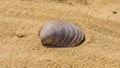 An open shell of a seashell lies on the sand Royalty Free Stock Photo