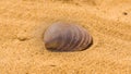 An open shell of a seashell lies on the sand Royalty Free Stock Photo