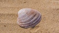 An open shell of a seashell lies on the sand Royalty Free Stock Photo