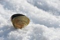 Open shell of Spisula in the snow