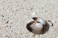 Open shell on white sand Royalty Free Stock Photo