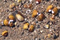 Freshwater mussels Royalty Free Stock Photo