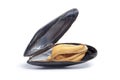 Open single cooked mussel