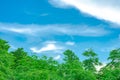 Open sky, cloud, and bamboo tree Royalty Free Stock Photo