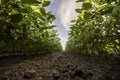 Open soybean field at sunset Royalty Free Stock Photo