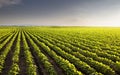 Open soybean field at sunset Royalty Free Stock Photo