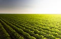 Open soybean field at sunset Royalty Free Stock Photo
