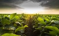 Open soybean field at sunset