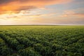 Open soybean field at sunset