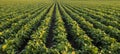 Open soybean field at sunset Royalty Free Stock Photo