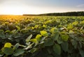 Open soybean field at sunset Royalty Free Stock Photo