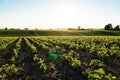 Open soybean field at sunset. Soy bean fields in early summer season. Agricultural plants. Agricultural landscape Royalty Free Stock Photo