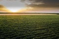 Open soybean field at sunset