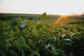 Open soybean field at sunset.Soybean field Royalty Free Stock Photo