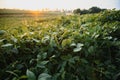 Open soybean field at sunset.Soybean field Royalty Free Stock Photo