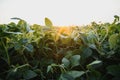 Open soybean field at sunset.Soybean field Royalty Free Stock Photo