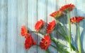 Open space Orange Gerbera flowers flat lay on white wooden background. Royalty Free Stock Photo