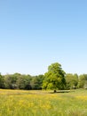 open spring field day lush sky blue green grass background yellow flowers trees Royalty Free Stock Photo