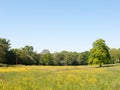 open spring field day lush sky blue green grass background yellow flowers trees Royalty Free Stock Photo