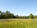 open spring field day lush sky blue green grass background yellow flowers Royalty Free Stock Photo