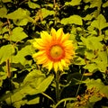 Open sunflower isolated in a wheat field Royalty Free Stock Photo