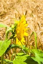 Open sunflower isolated in a wheat field Royalty Free Stock Photo