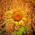 Open sunflower isolated in a wheat field Royalty Free Stock Photo