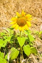 Open sunflower isolated in a wheat field - toned omage Royalty Free Stock Photo