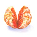 Open tangerine or orange fruit isolated on white, watercolor illustration