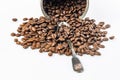 Open tin can and grains of black coffee on a white background. Fragrant roasted arabica beans on a white table. Traditional Royalty Free Stock Photo
