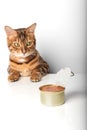Open tin with cat food on a white background and a cat Royalty Free Stock Photo