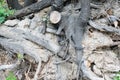 Open tree roots close-up. Royalty Free Stock Photo